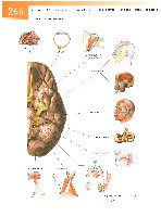 Sobotta Atlas of Human Anatomy  Head,Neck,Upper Limb Volume1 2006, page 273